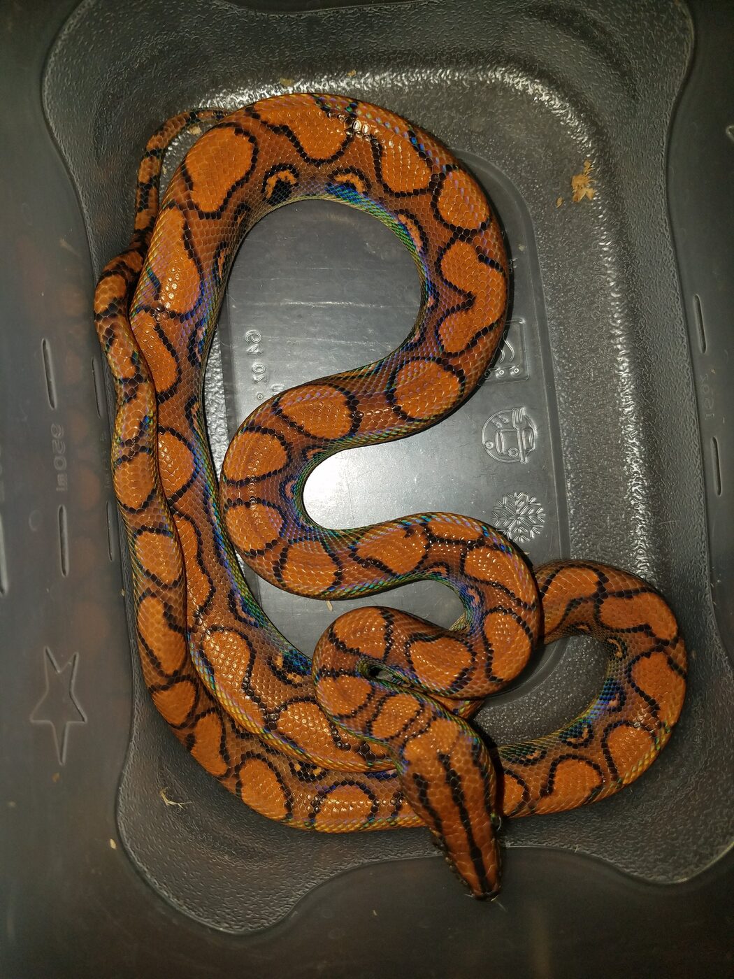 Brazilian rainbow boa