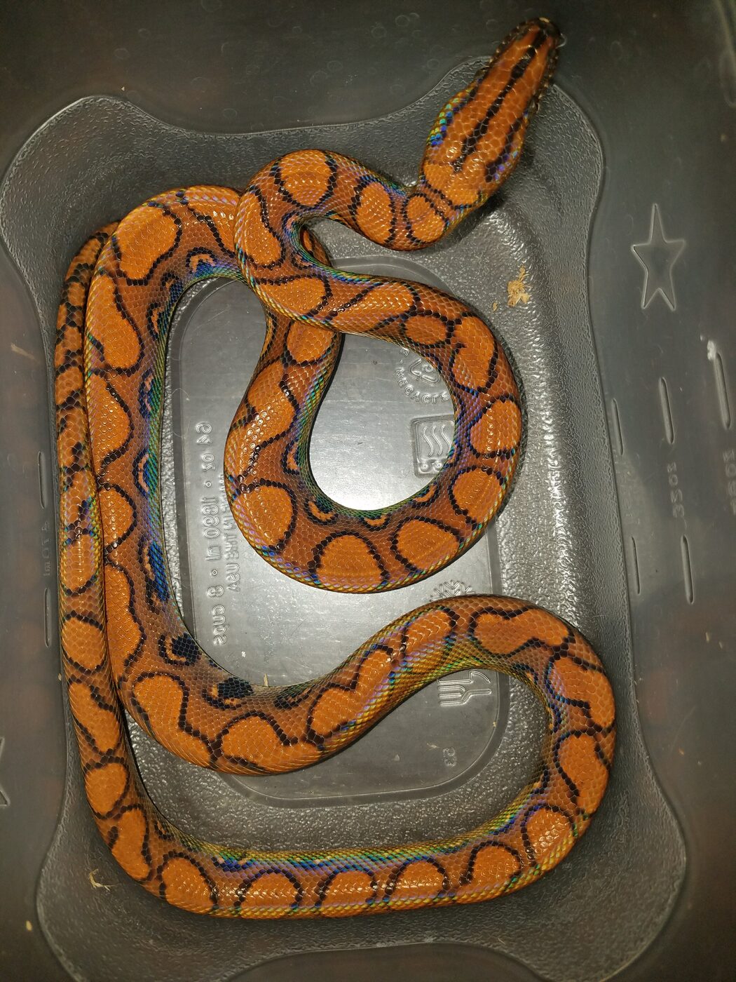 Brazilian rainbow boa