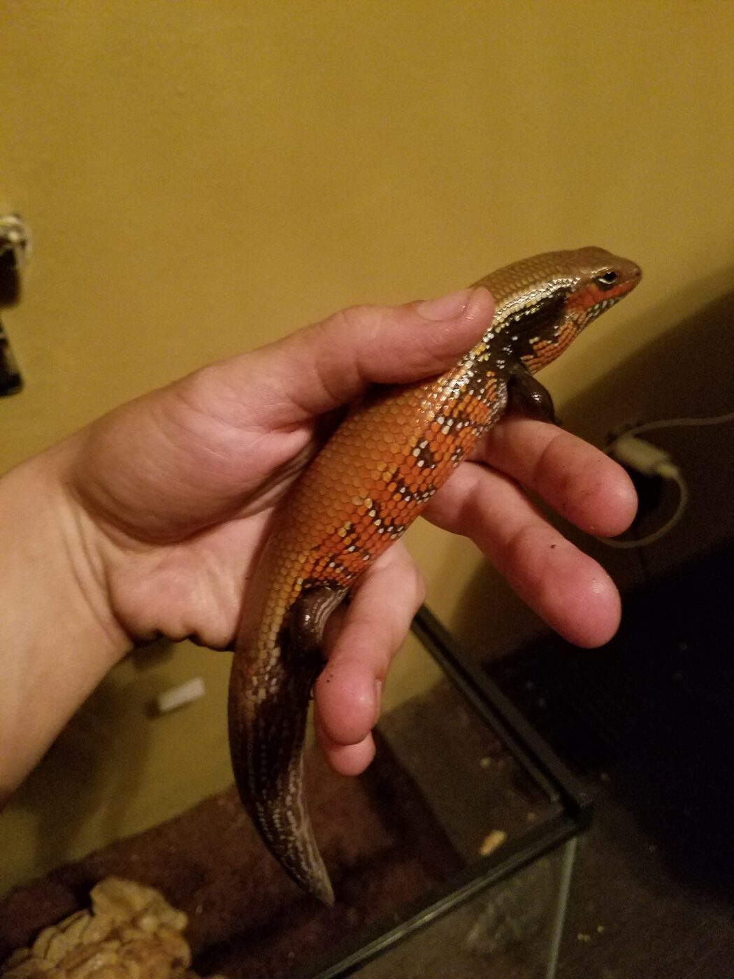 Fire skink