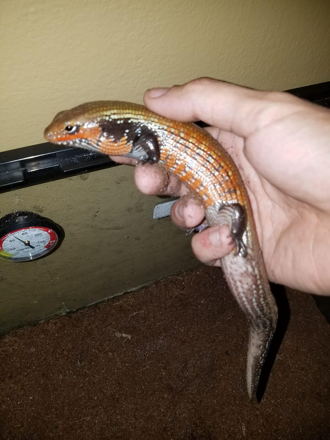 Fire skink