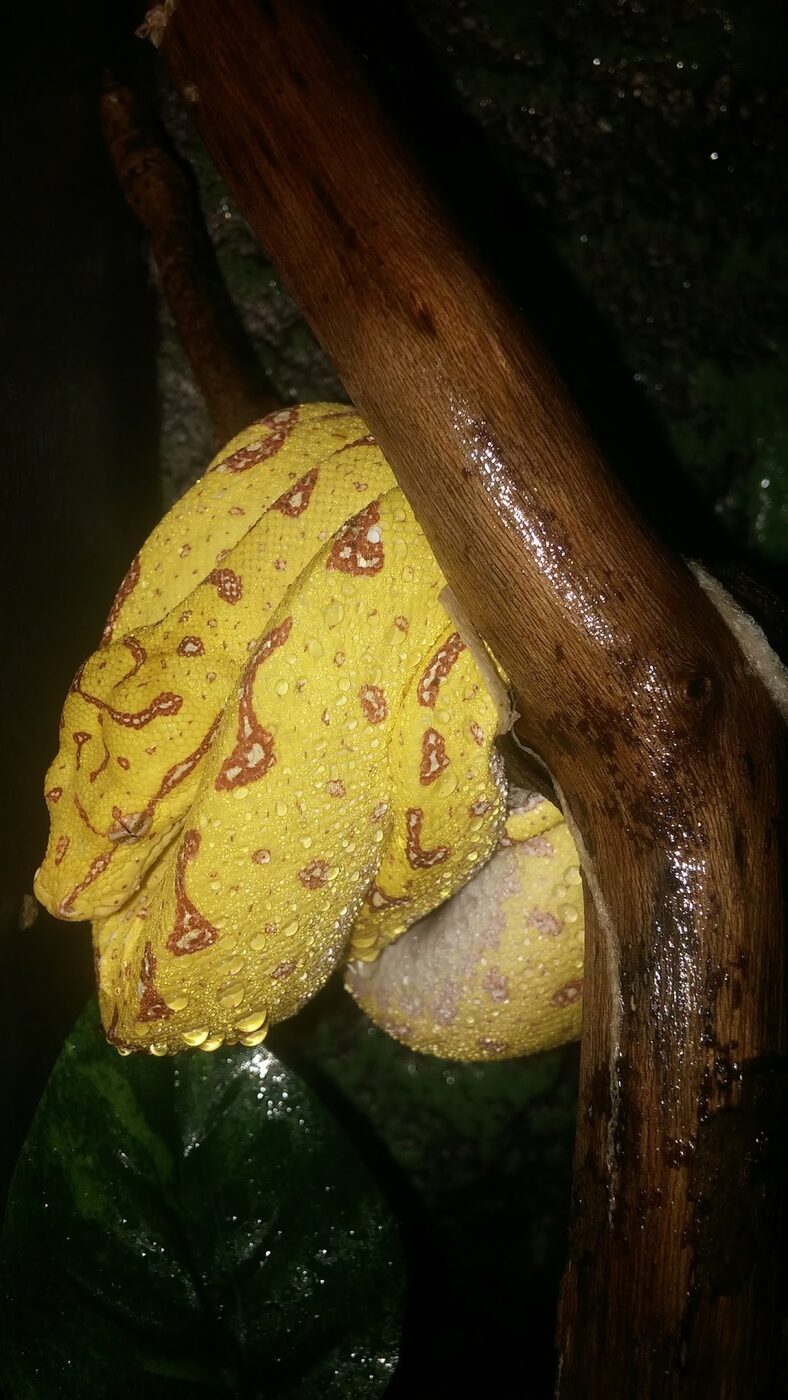 Green tree python