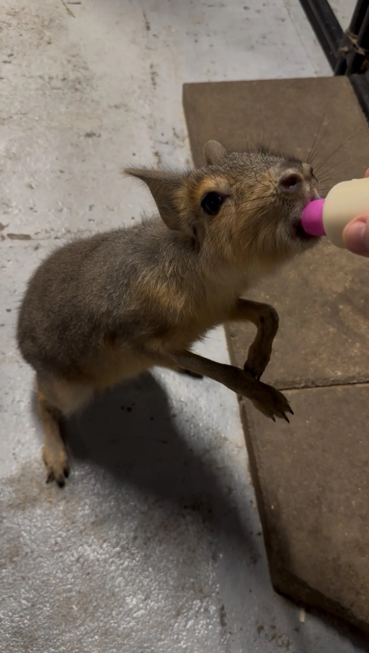 Patagonian mara