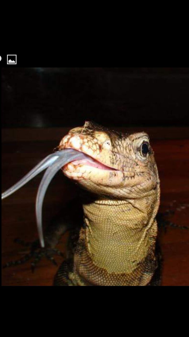 Asian water monitor
