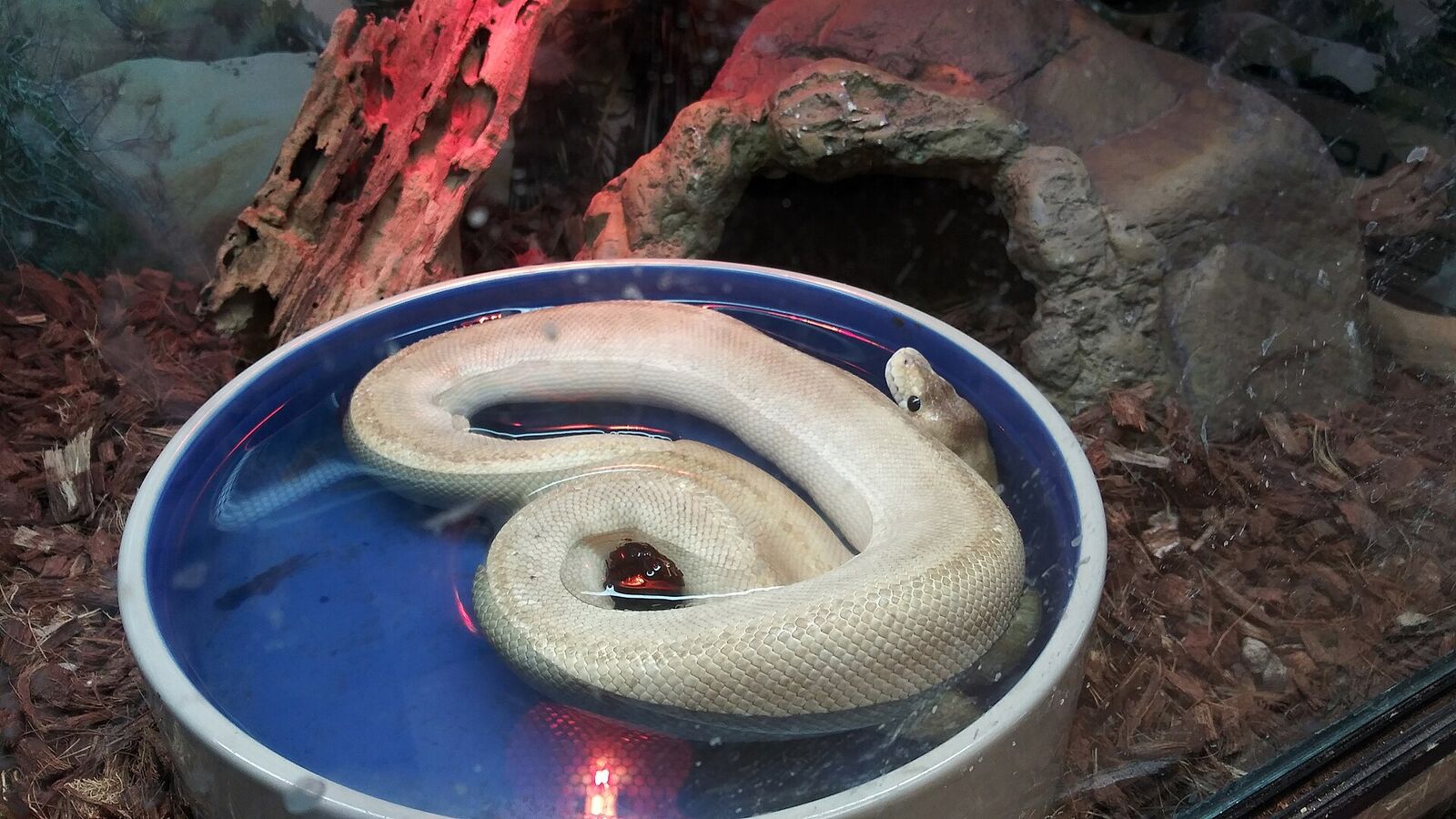 Ball python