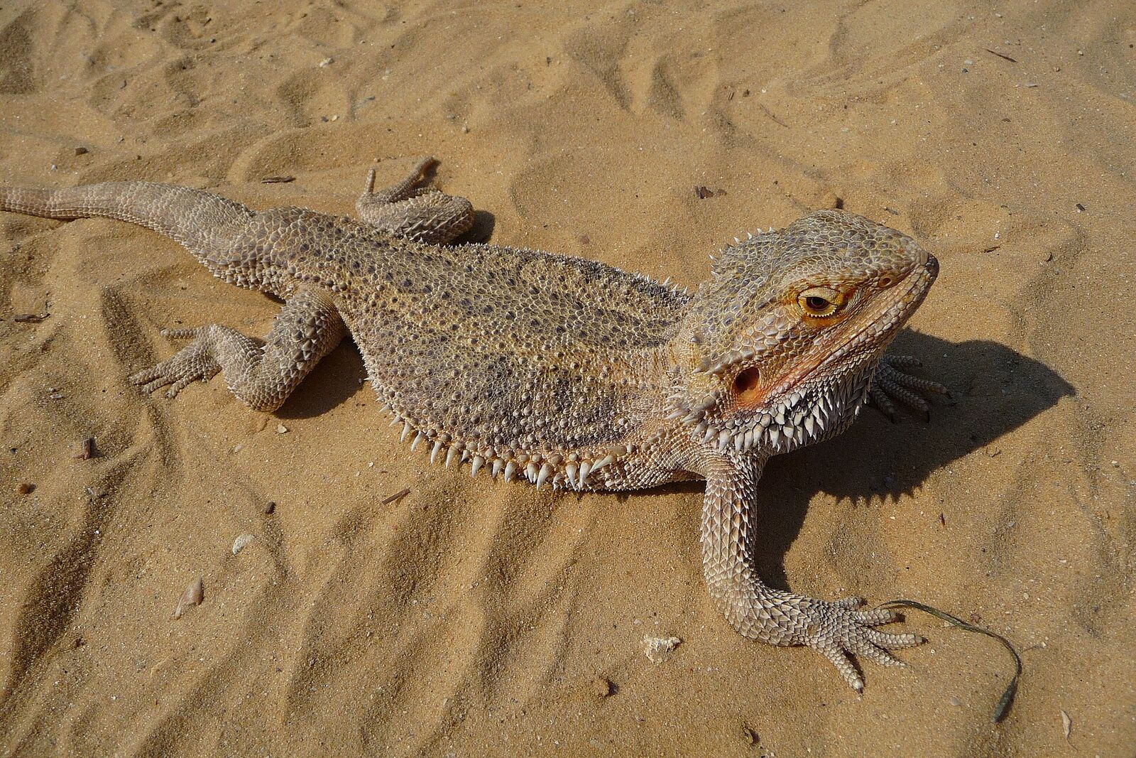 Bearded dragon