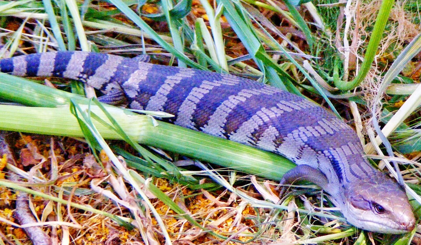 Common blue-tongued skink