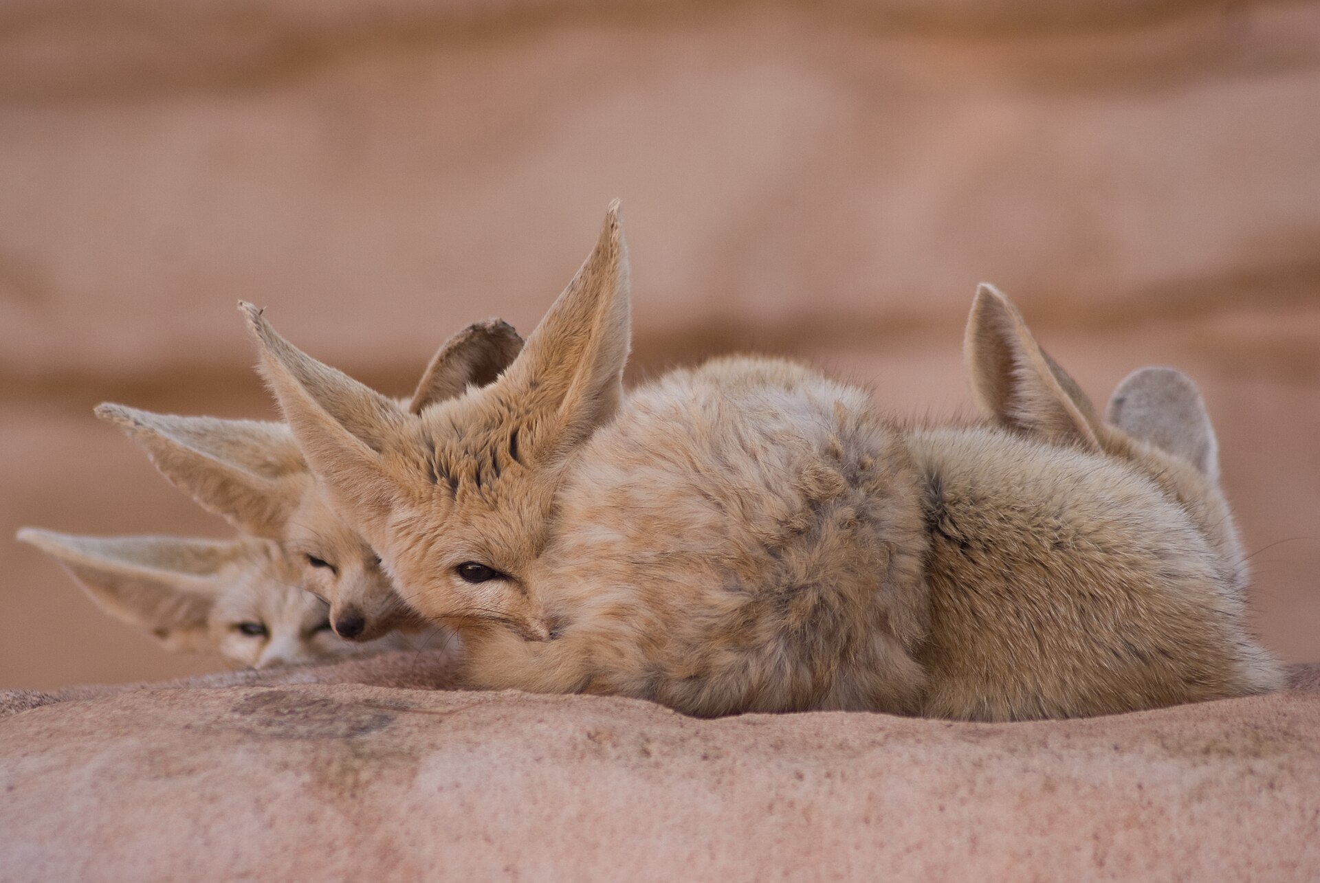 Fennec fox