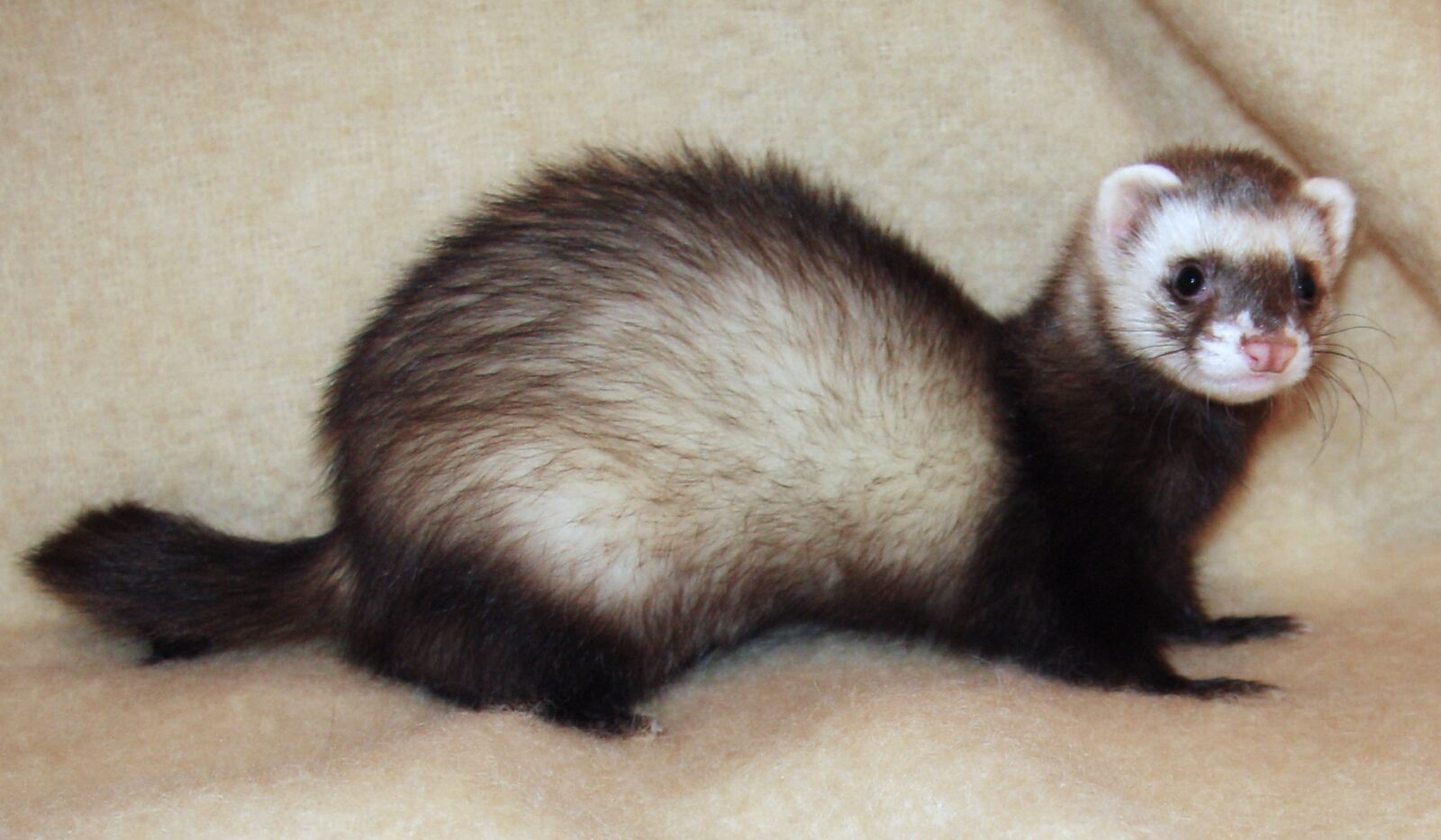 Domestic ferret