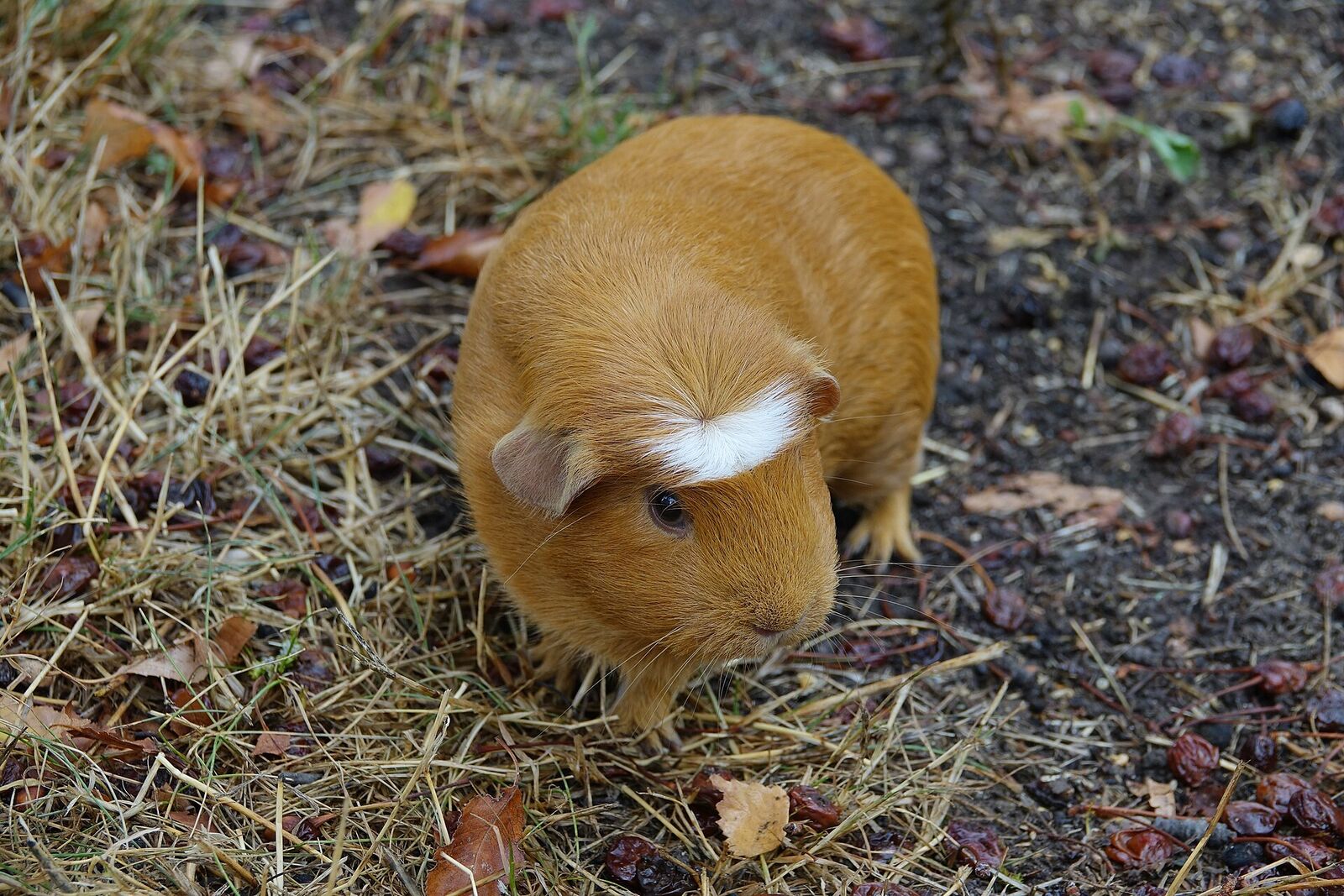 Guinea pig