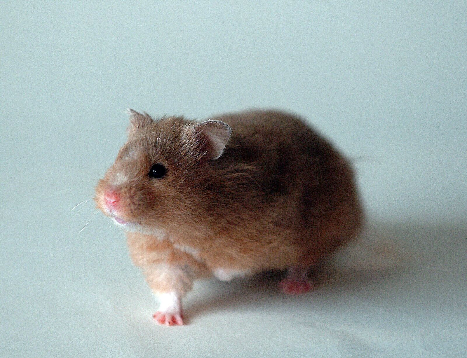 Golden (Syrian) hamster