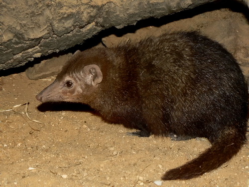 Common kusimanse