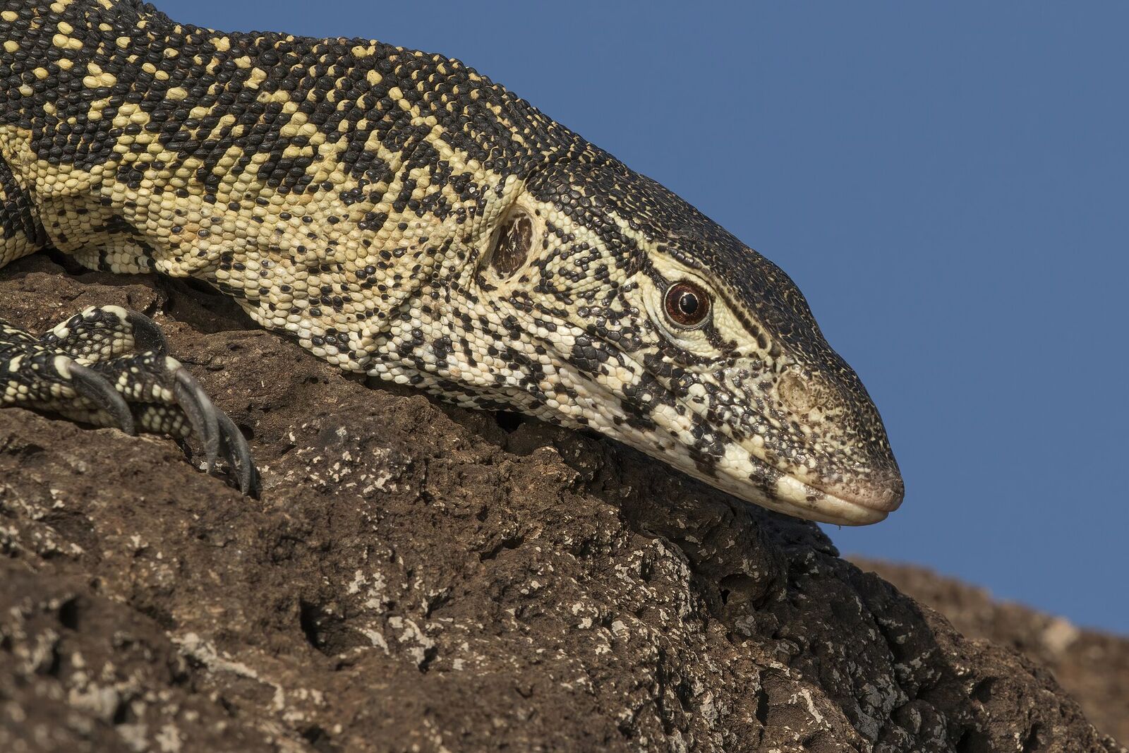 Nile monitor