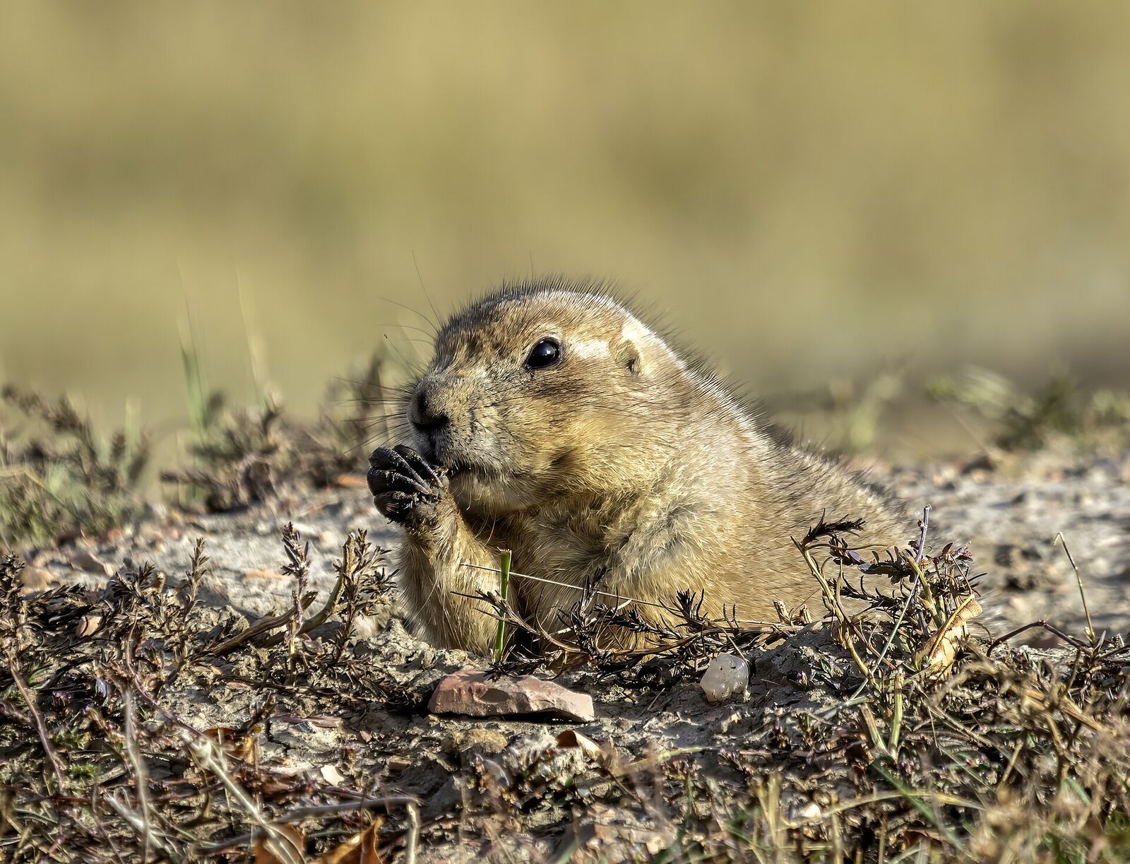 Black-tailed prairie dog