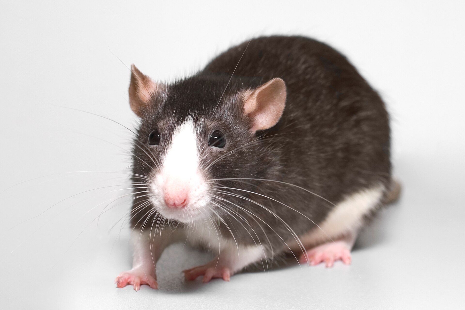 Fancy rat