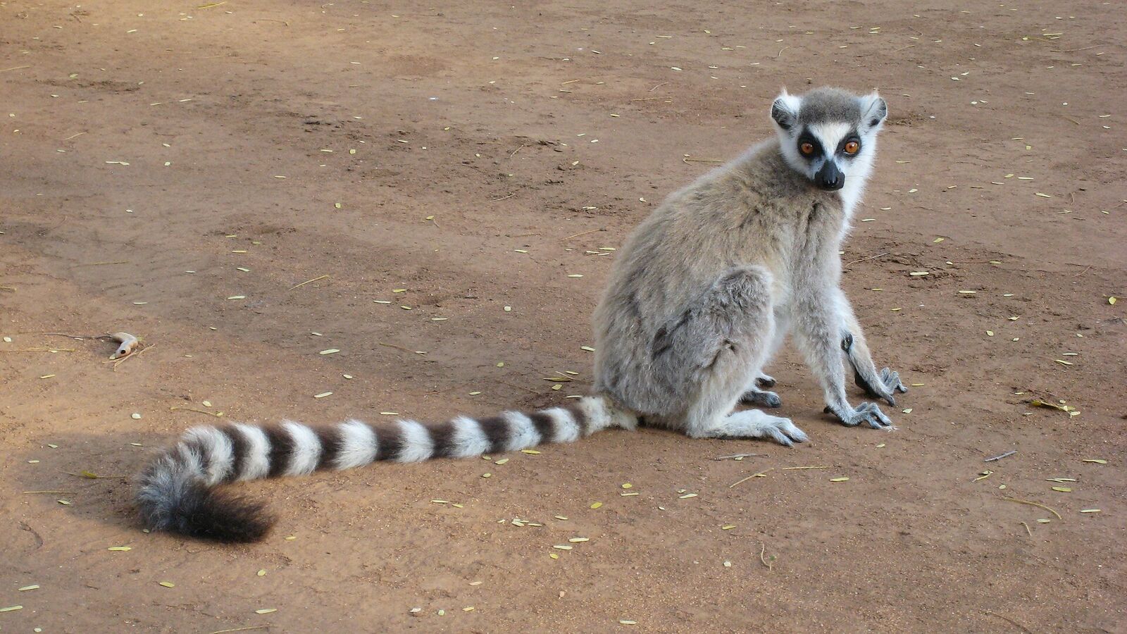 Ring-tailed lemur