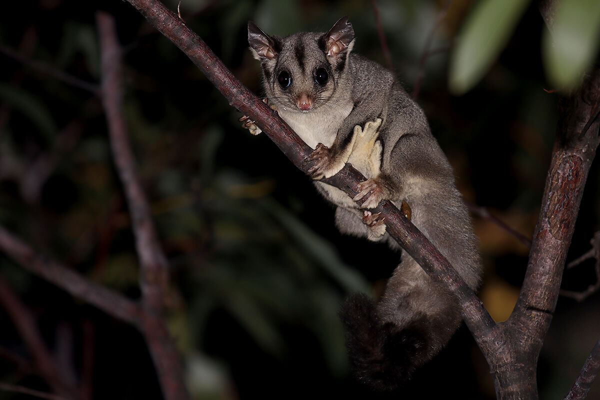 Sugar glider