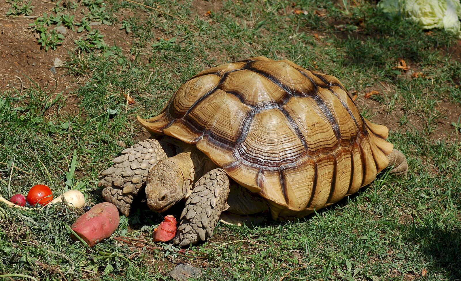 Sulcata (African spurred) tortoise