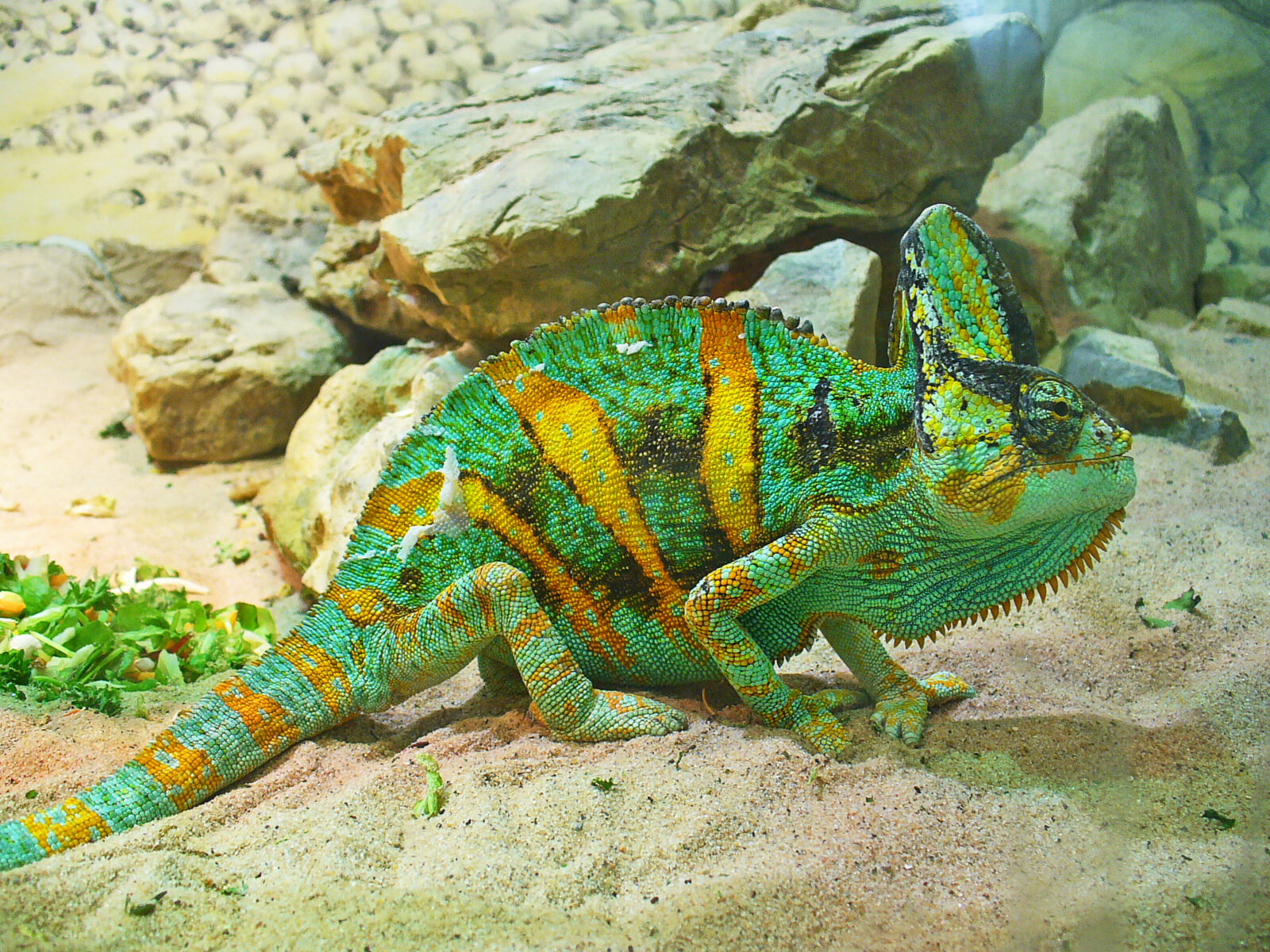 Veiled chameleon
