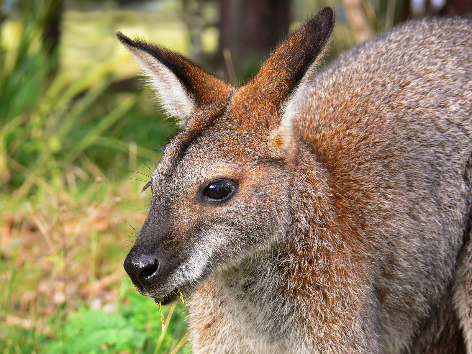 Red-necked (Bennett's) wallaby