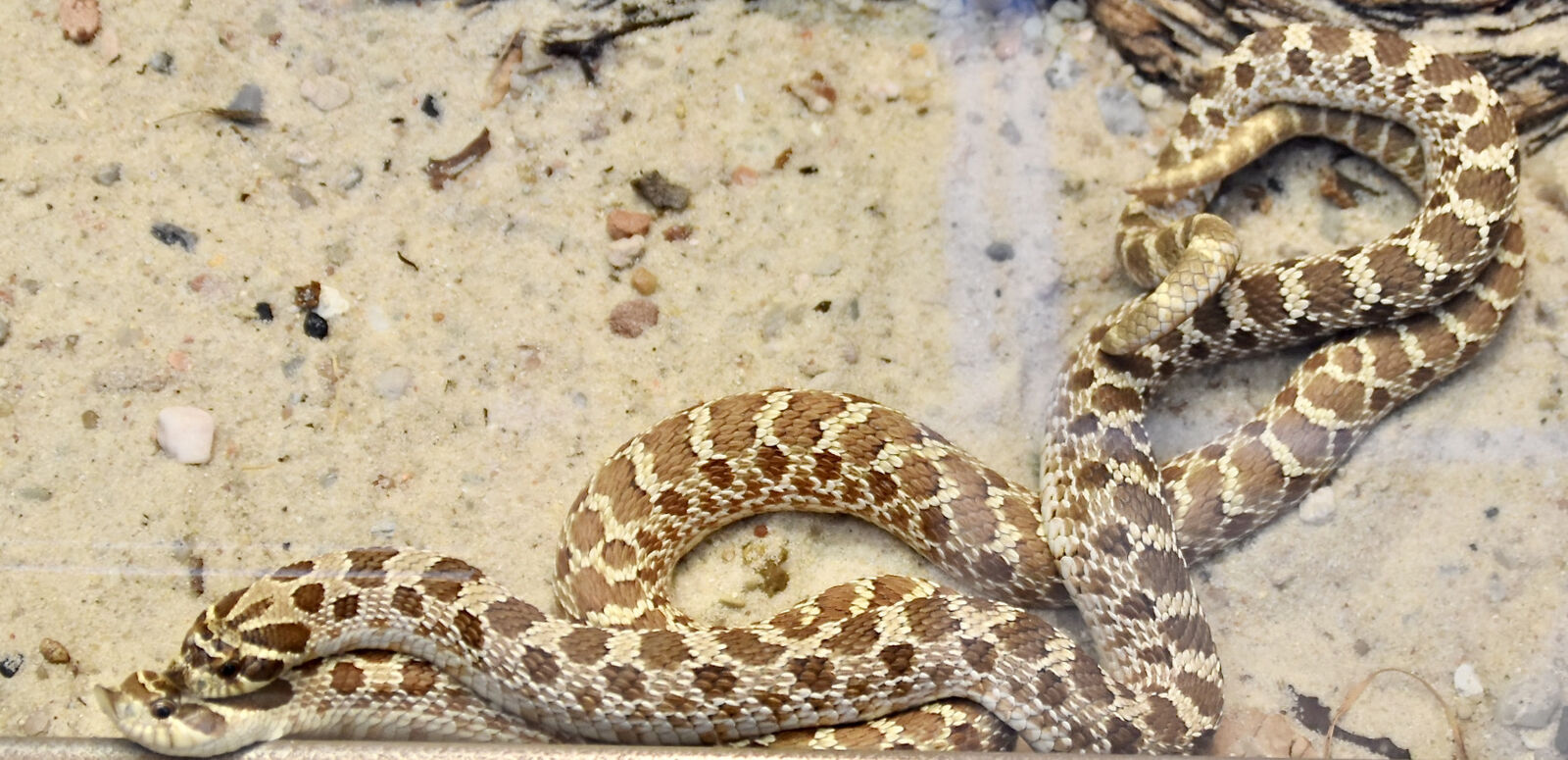 Western hognose snake
